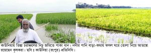 কাউনিয়ার চরাঞ্চলে তিস্তা নদীর পানি ওঠানামায় আতঙ্কে কৃষক