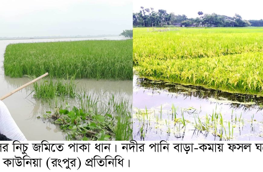 কাউনিয়ার চরাঞ্চলে তিস্তা নদীর পানি ওঠানামায় আতঙ্কে কৃষক