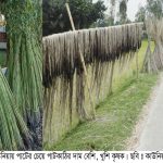 কাউনিয়ায় পাটের পাশাপাশি পাটকাঠিতে লাভ, বদলে যাচ্ছে কৃষকের হিসাব