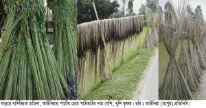 কাউনিয়ায় পাটের পাশাপাশি পাটকাঠিতে লাভ, বদলে যাচ্ছে কৃষকের&hellip;