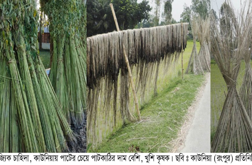 কাউনিয়ায় পাটের পাশাপাশি পাটকাঠিতে লাভ, বদলে…