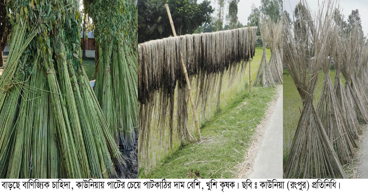 কাউনিয়ায় পাটের পাশাপাশি পাটকাঠিতে লাভ, বদলে যাচ্ছে কৃষকের হিসাব