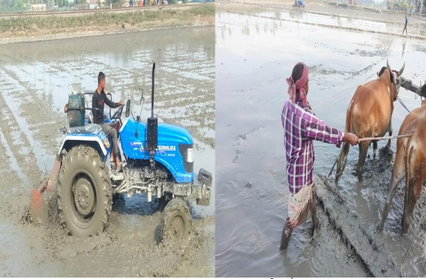 রংপুরের কাউনিয়ায় একসময় ছিল মাঠজুড়ে গরুর হাল, এখন দখলে ট্রাক্টর