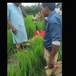 দেবীগঞ্জে ধানক্ষেত থেকে হাছিনা বেগমের মরদেহ উদ্ধার