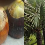 কাউনিয়ায় ভাদ্র এলেই গ্রামবাংলায় বাড়ে তালের পিঠা-বড়ার স্বাদ