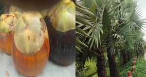 কাউনিয়ায় ভাদ্র এলেই গ্রামবাংলায় বাড়ে তালের পিঠা-বড়ার স্বাদ