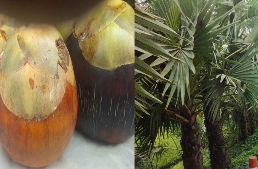 কাউনিয়ায় ভাদ্র এলেই গ্রামবাংলায় বাড়ে তালের…