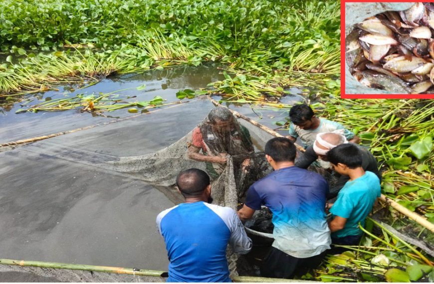 রিং-কারেন্ট জালের ফাঁদে দেশীয় মাছ, হতাশ মৎস্যজীবীরা