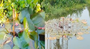 প্রকৃতির বুক থেকে হারিয়ে যাচ্ছে গ্রামীণ ঐতিহ্যের লাল&hellip;