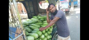 আটোয়ারীতে লাউয়ের দামে ধস, হতাশ চাষীরা