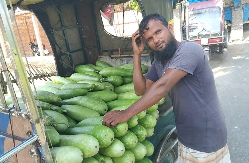 আটোয়ারীতে লাউয়ের দামে ধস, হতাশ চাষীরা