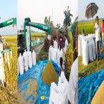 কাউনিয়ায় ঢুসমারা চরে সোনালি ধানের সমারোহ