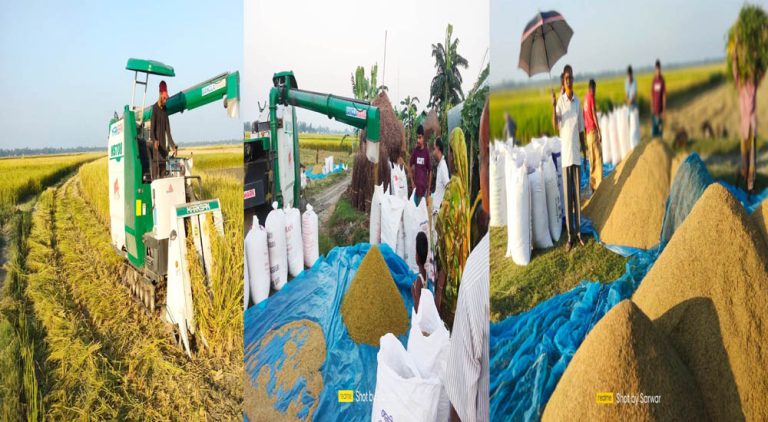কাউনিয়ায় ঢুসমারা চরে সোনালি ধানের সমারোহ