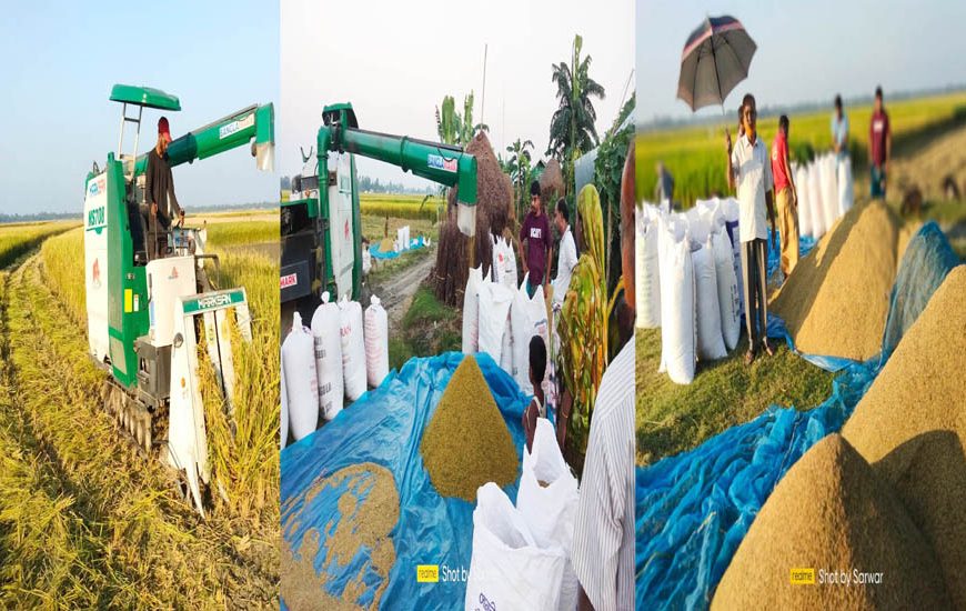 কাউনিয়ায় ঢুসমারা চরে সোনালি ধানের সমারোহ