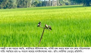 কাউনিয়ার সবুজ ধানক্ষেতে পাখির ‘প্রাকৃতিক কীটনাশক’