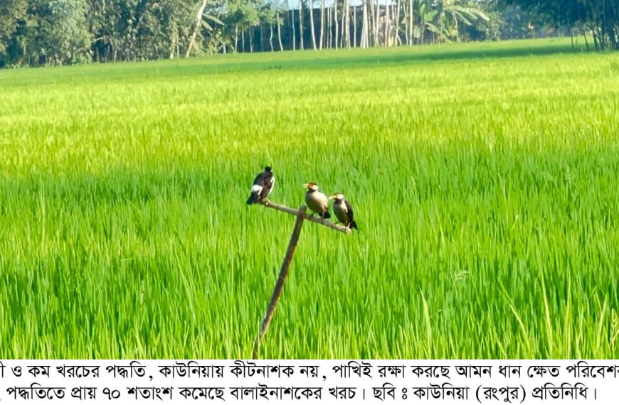 কাউনিয়ার সবুজ ধানক্ষেতে পাখির ‘প্রাকৃতিক কীটনাশক’
