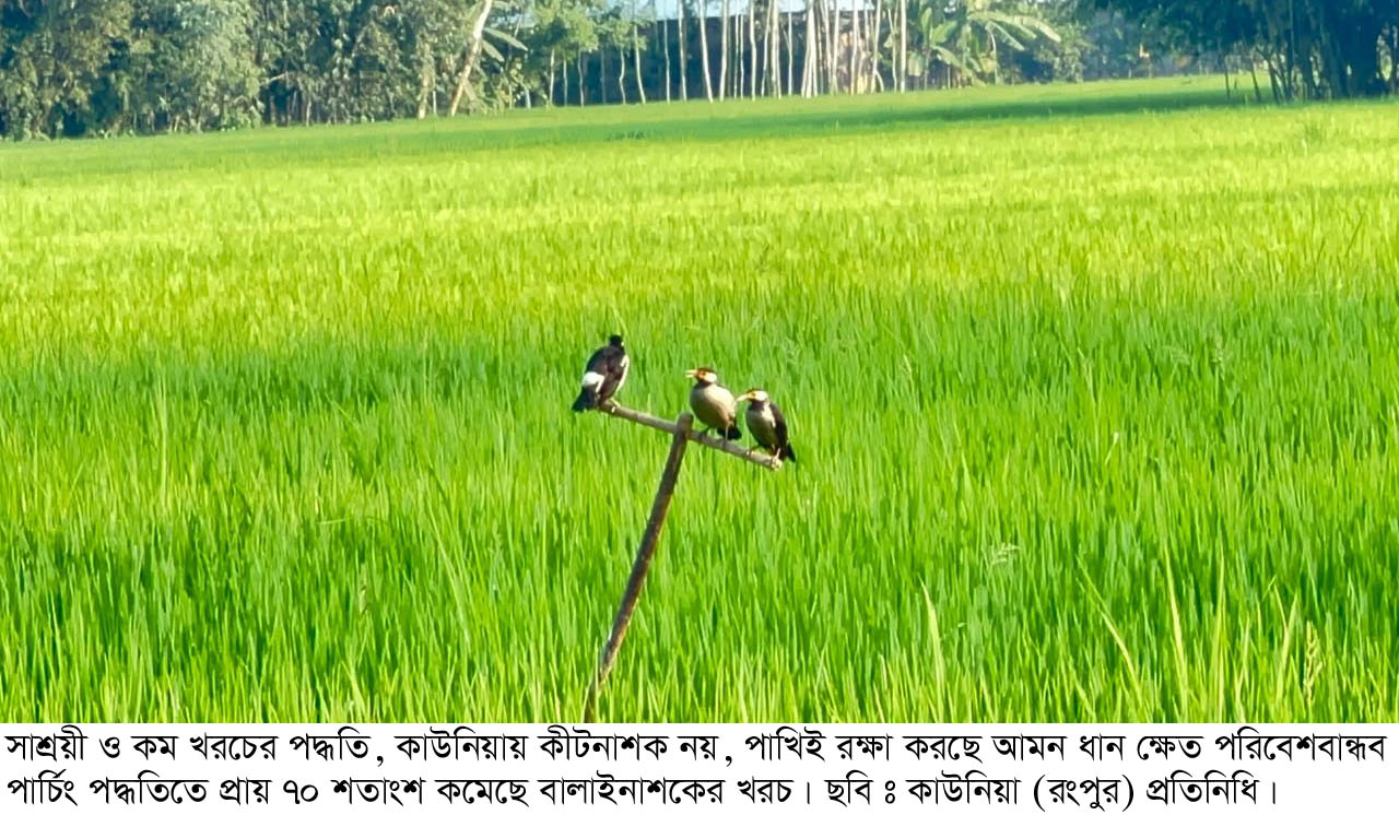 কাউনিয়ার সবুজ ধানক্ষেতে পাখির ‘প্রাকৃতিক কীটনাশক’