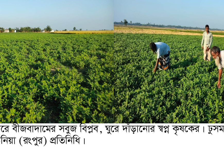 কাউনিয়ায় তিস্তার বালুচরে বাদামের সবুজ বিপ্লব, ঘুরে দাঁড়ানোর&hellip;