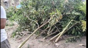 তাহেরপুরে প্রতিপক্ষের বিরুদ্ধে ৫৭টি আম গাছ কাটার অভিযোগ