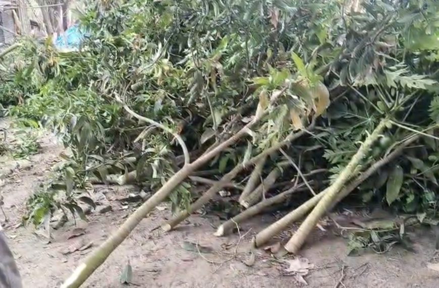তাহেরপুরে প্রতিপক্ষের বিরুদ্ধে ৫৭টি আম গাছ কাটার অভিযোগ